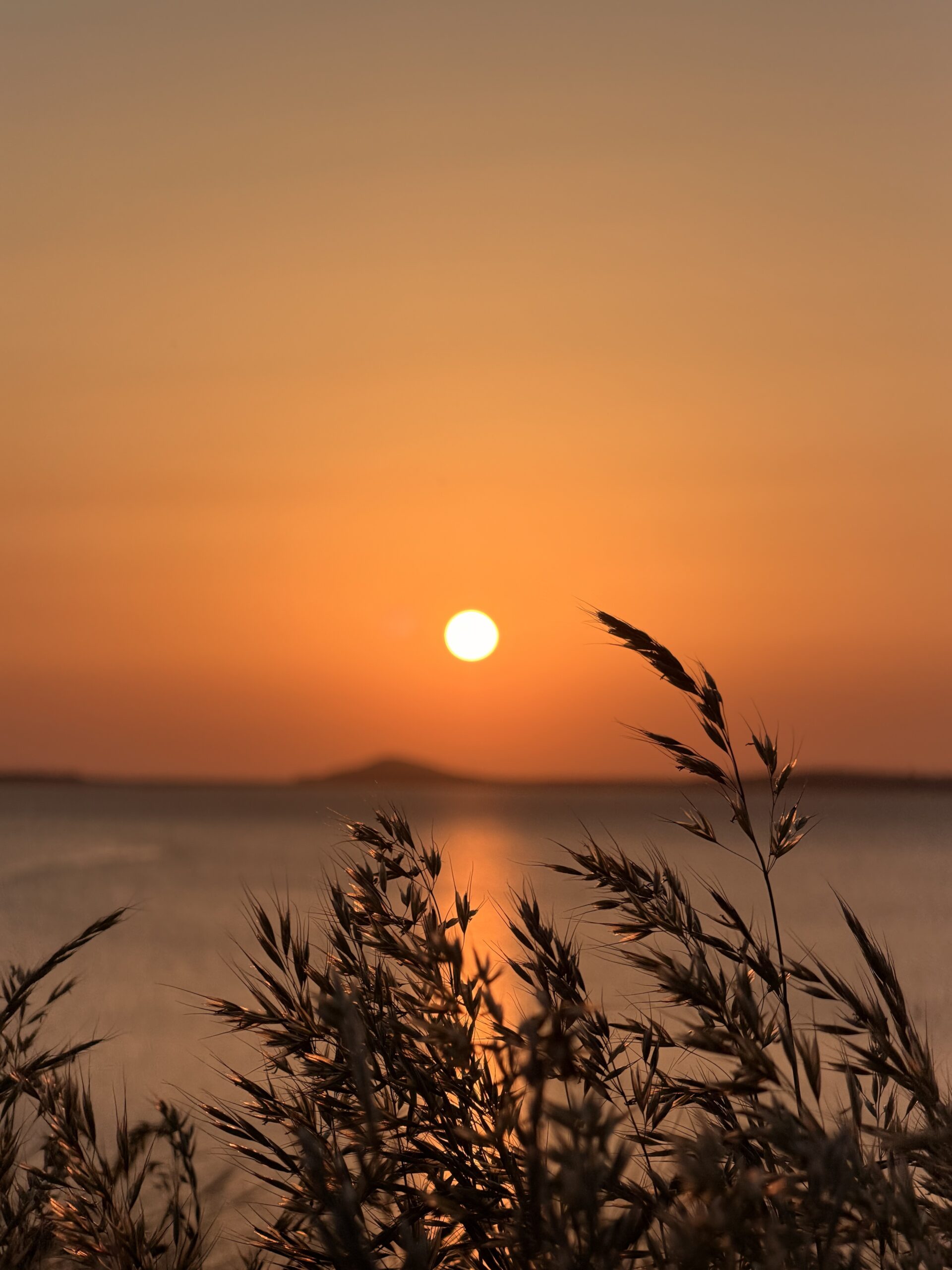 Sunset over the Irish coast framed by wild grasses