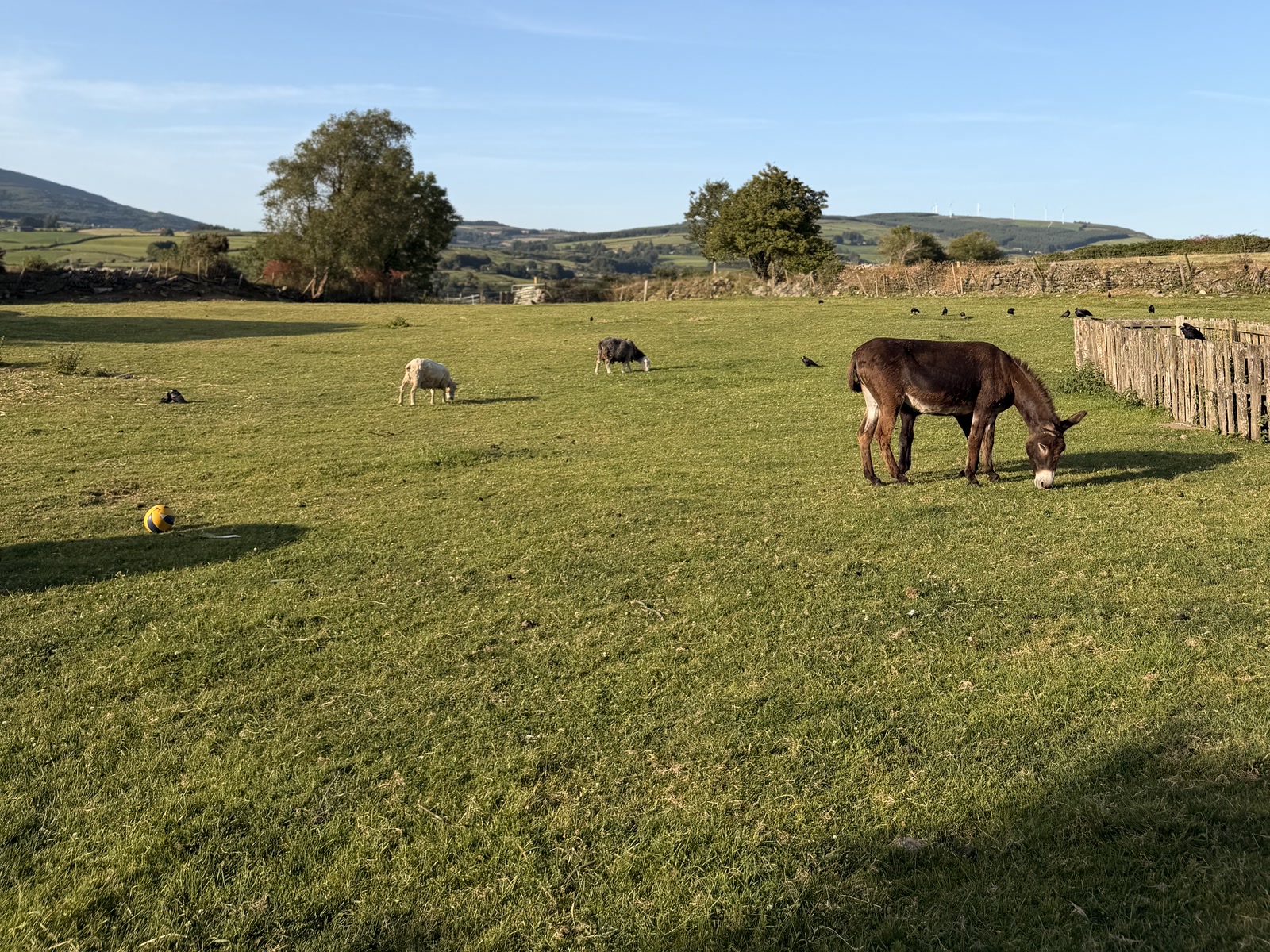 A donkey and sheep grazing in the green farm field at Top of the Rock